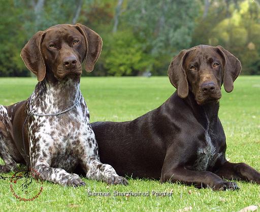 German Shorthaired Pointer 9J37D-09.JPG